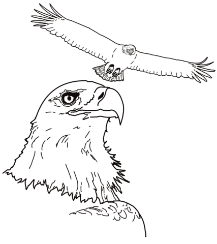 Bald Eagle From United States Coloring Page